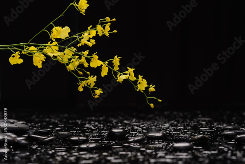 spa concept of branch orchid with black zen stones on a wet background