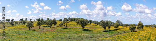 landscape near Ourique at the coast aerea of Algarve in Portugal with olive trees, colorful fields and cork trees photo