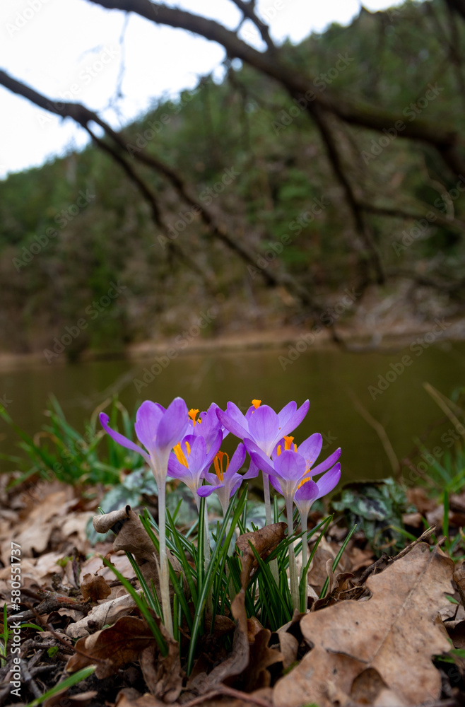 Fototapeta premium Violet spring crocuses (Crocus vernus). Early spring.