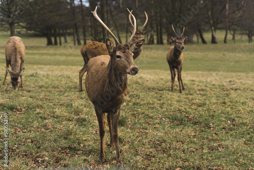 full shot of deer enjoying and resting in Wollaton Hall  Nottingham. High quality photo