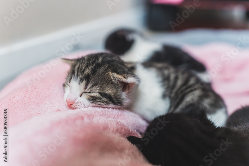 Three tiny newborn kittens sleeping on a pink blanket. High quality photo