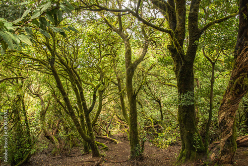 Wald nahe Mirador Cruz Del Carmen © AlexWolff68