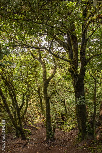 Wald nahe Mirador Cruz Del Carmen © AlexWolff68
