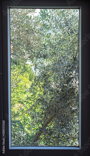 Olive tree, olive tree leaves and branches seen through window glass.