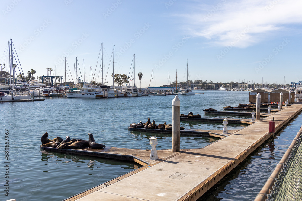 Sea lions basking on the docks at Marina del Ray California on February 4th 2023