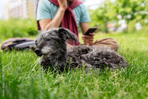 mixed breed dog bedlington terrier or bedlington whippet gray fluffy senior dog resting with owner on green grass pets adoption care and walking dog pet love copy space