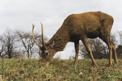 full shot of a deer eating the grass in Wollaton Hall. High quality photo