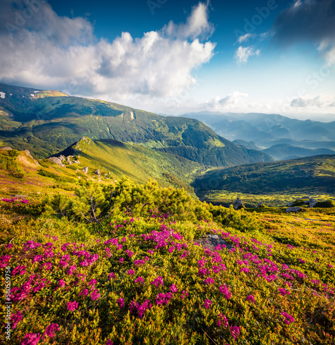 Uncharted beauti of Carpathian mountains. Colorful summer view of fields of blooming rhododendron flowers. Stunning morning scene of green rolling hills, Ukraine, Europe. Beautiful summer scenery.