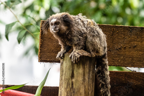 The black-tufted marmoset, Callithrix penicillata is a typical monkey from central Brazil. photo