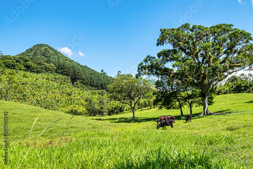 Landscape view of Atalaia Park, Itajai City, Brazil. Parque Nacional da Serra do Itajai © rudiernst