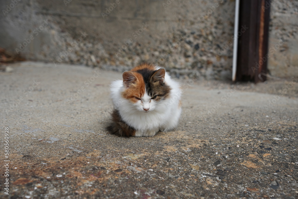 瀬戸内海の島の猫・三毛の小さな野良猫が丸くなっている