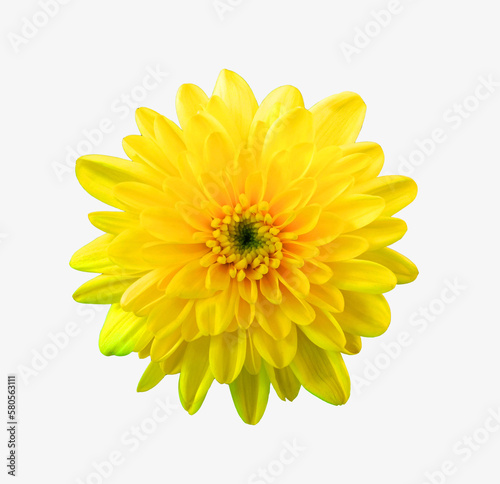 Top veiw, brigness single chrysanthemums flower yellow color blossom blooming  isolated on white background for stock photo or illustration, summer plants