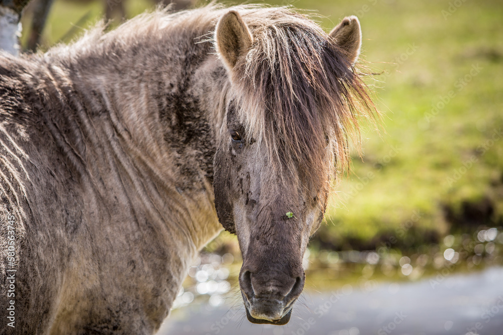 Wild mustang horse portrait turning head to look at camera