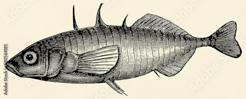 The freshwater fish -  three-spined stickleback (Gasterosteus aculeatus). Antique stylized illustration. photo