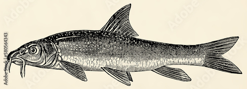 The freshwater fish - common barbel (Barbus barbus). Antique stylized illustration.
