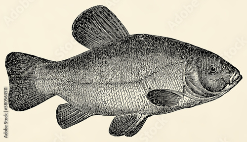 Cuadro en lienzo The freshwater fish -  tench (Tinca tinca)