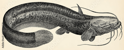 The freshwater fish -  wels catfish (Silurus glanis). Antique stylized illustration. photo