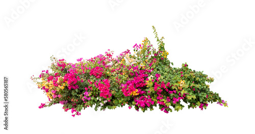 Bush of bougainvillea with on isolated white background with copy space and clipping path.