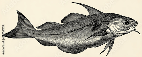 Konstfotografi The fish -  haddock (Melanogrammus aeglefinus)