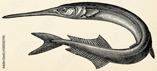 The fish - Garfish (Belone belone). Antique stylized illustration. photo