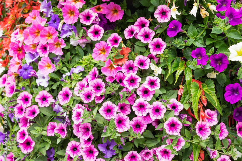 Full frame of pink blooming petunias and pelargoniums Full frame of pink blooming petunias and pelargoniums
