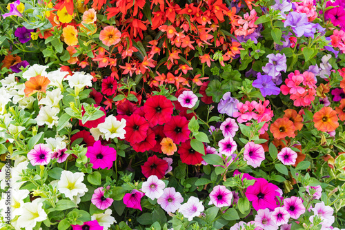Full frame of colorful blooming petunias, begonias and pelargoniums photo