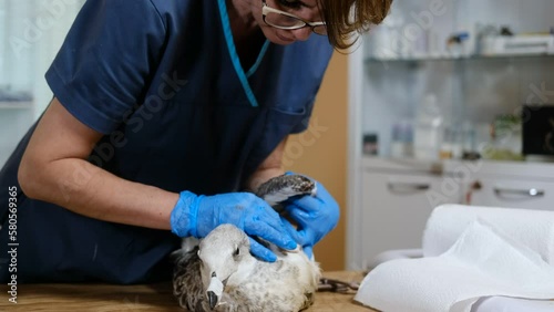 Veterinarian in gloves conducts an examination of wild wounded bird in clinic. professional doctor checks wings for fractures. Diagnosis and care of domestic and wild animals