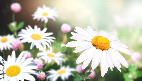 Fototapeta Naklejka Na Ścianę i Meble -  Wild flowers of chamomile in a meadow on sunny nature spring background. Summer scene with camomile flower in rays of sunlight. Close-up or macro