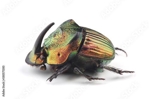 Scarab beetle (Phanaeus mexicanus) isolated on white background