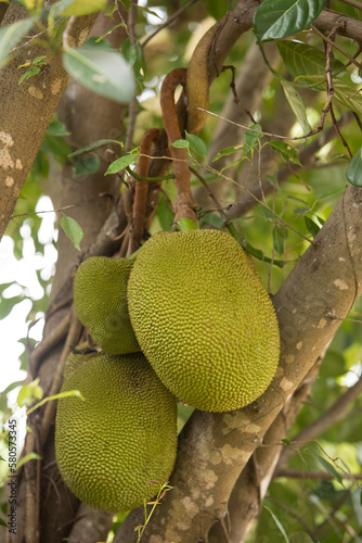 Close up of growing jackfruits photo