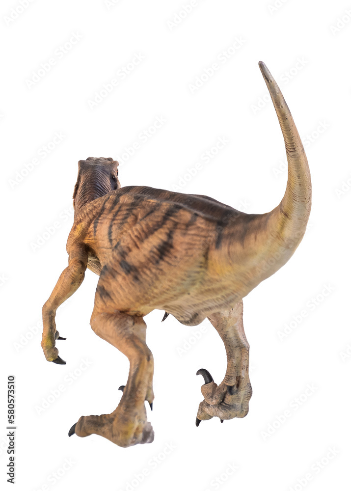 Fototapeta premium dinosaur , Velociraptor isolated background