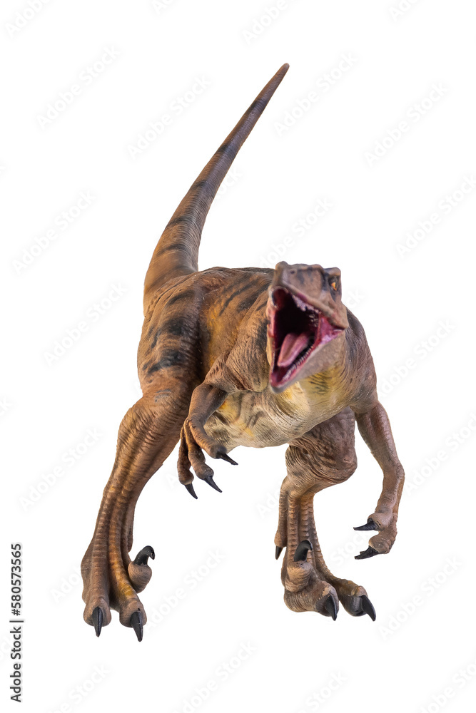 custom made wallpaper toronto digitaldinosaur , Velociraptor isolated background