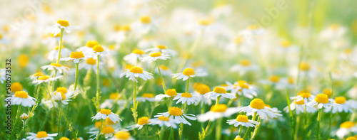 Sunlit field of daisies close-up. Chamomile flowers on a summer meadow in nature, panoramic view. © Laura Pashkevich