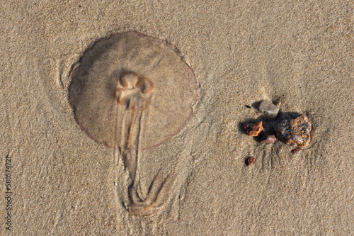 Slika na platnu Jelyfish And Stones In Sand
