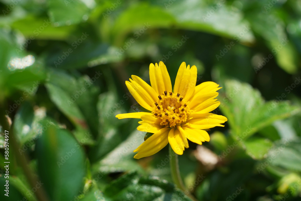 Close up of yellow Wedelia trilobata flower blooming. Selective focus of Wedelia flower pollen grains ready for collecting. Singapore dailsy tropical plant for ground cover. Macro nature background. Close up of yellow Wedelia trilobata flower blooming. Selective focus of Wedelia flower pollen grains ready for collecting. Singapore dailsy tropical plant for ground cover. Macro nature background.