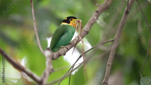 Long-tailed Broadbill. Scientific Name : Psarisomus dalhousiae on a branch vine.  photo