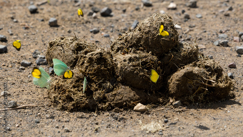 butterflies around an elephant dung pile