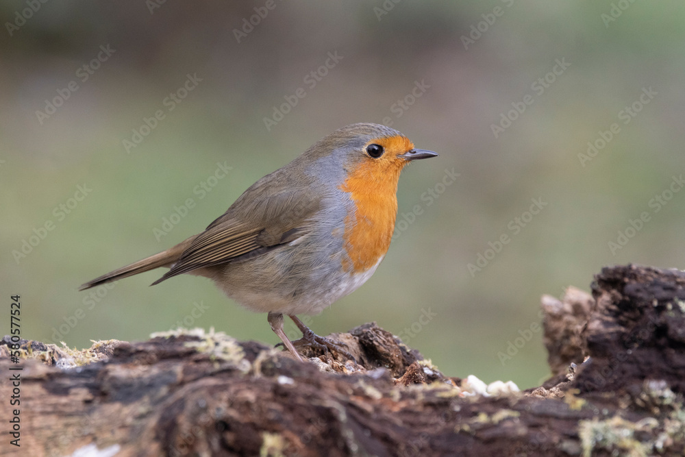 Rotkehlchen (Erithacus rubecula) Rotkehlchen (Erithacus rubecula)