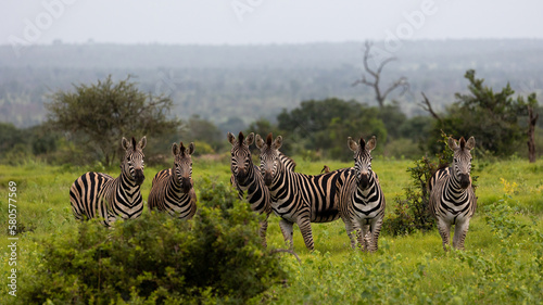 a herd of zebras early morning