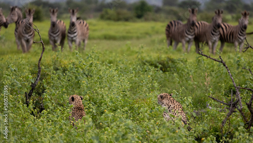 a herd of zebras watching a cheetah mom and cub