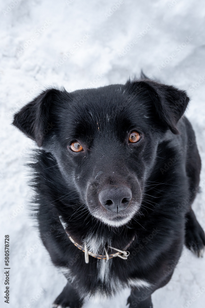 Stray, ownerless dog on a winter street. Abandoned dog. Homeless abandoned stray dog with very sad smart eyes Stray, ownerless dog on a winter street. Abandoned dog. Homeless abandoned stray dog with very sad smart eyes