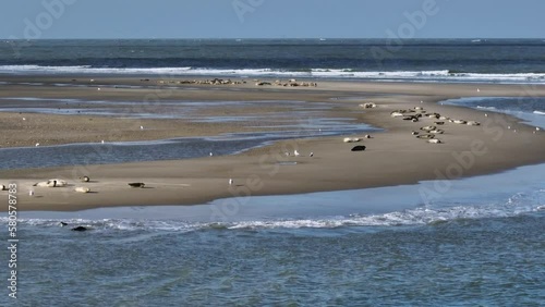 Sandbank in Slikken van Voorne river delta littered with sunning seals; aerial photo