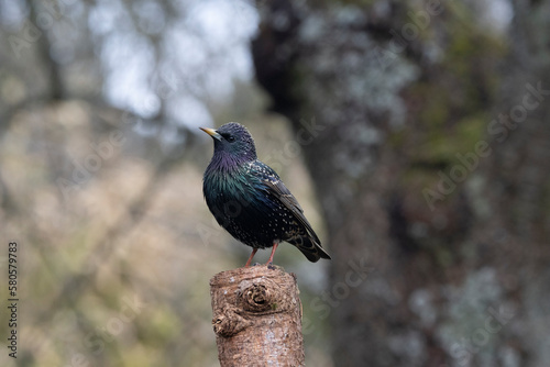 Star (Sturnus vulgaris)