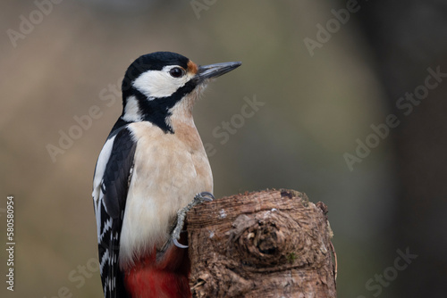 Buntspecht (Dendrocopos major)