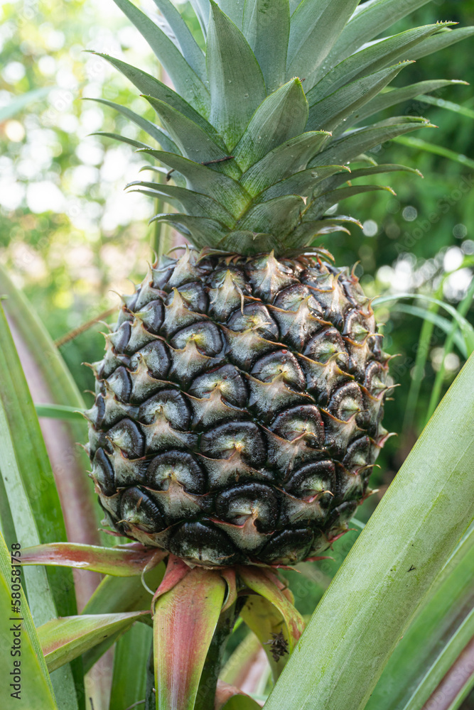 Pineapple fruit in organic farm, Pineapple in the garden, Organic farming grew without chemicals. Pineapple fruit in organic farm, Pineapple in the garden, Organic farming grew without chemicals.