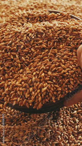 Human hand pouring wheat into a bowl Slow motion Vertical video