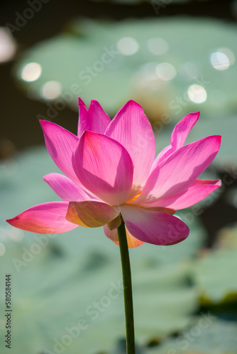 Nature photo: Lotus flowers. This is beautifull flowers. Time: February 12, 2023. Location: Ho Chi Minh City. Content: Lotus has both aroma and color, but the lotus scent is not too strong but gentle.
