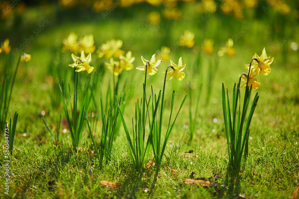 Obraz premium Many yellow narcissi in the grass on a spring day