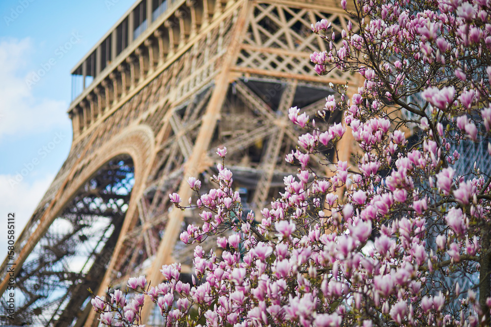 Obraz premium Magnolia in full bloom and Eiffel tower over the blue sky