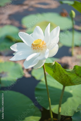 Nature photo  Lotus flowers. Time  February 19  2023. Location  Ho Chi Minh City. 